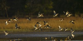 Cannabis Companies Should Protect the Places They Call Home A flock of mallards rises from a wetland at Swan Lake National Wildlife Refuge in Missouri.